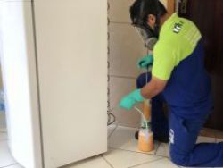 Dedetização Baratas Francesinhas