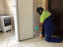 Dedetização de Baratinhas No ABC